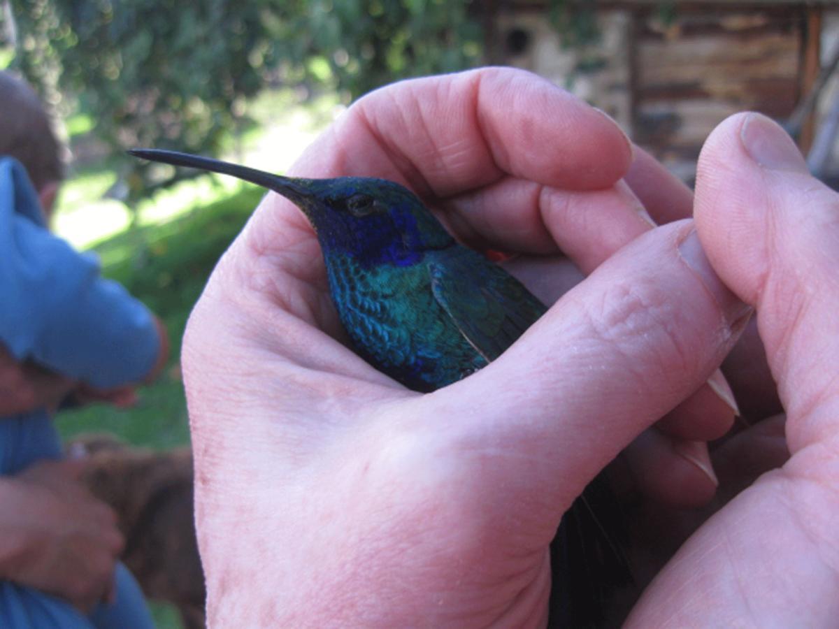 Jardin Colibri Rnt 33633 Villa Guatavita Oda fotoğraf